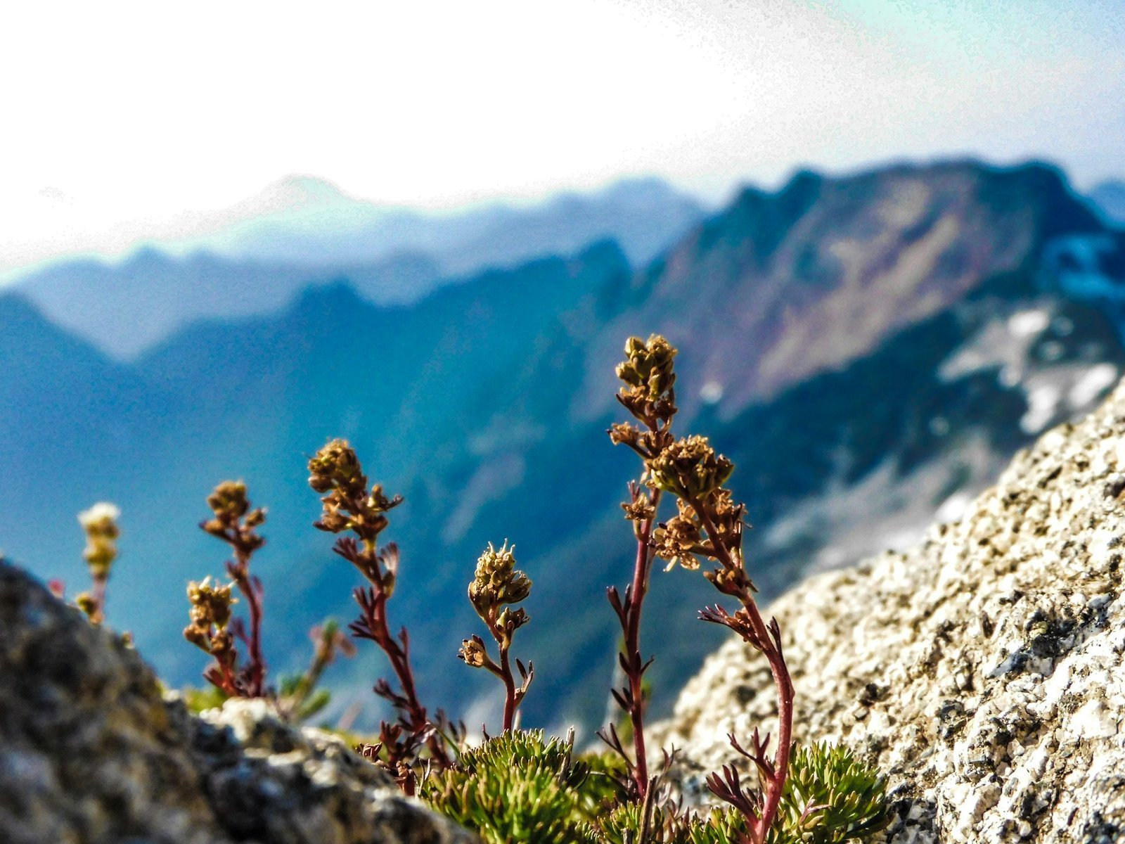 Où trouver le génépi ? Guide pour reconnaître, cueillir et préserver cette plante des Alpes.