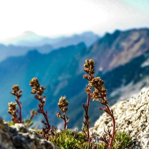 Où trouver le génépi ? Guide pour reconnaître, cueillir et préserver cette plante des Alpes.